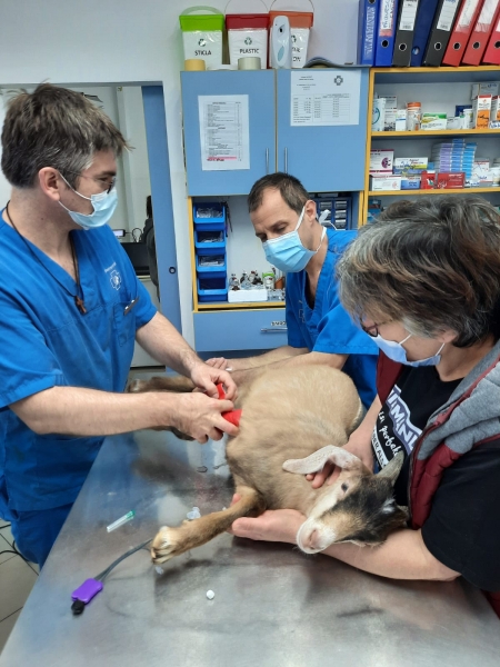 Veterinary Westernvet Corbeanca